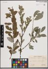 Foto von Salix caprea L. x Salix repens L. x Salix viminalis L.